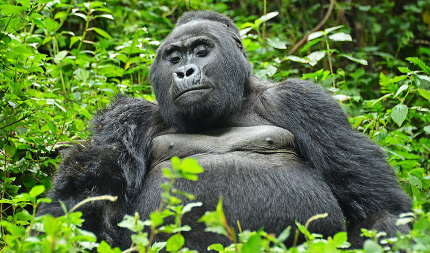 Honeymoon Gorilla